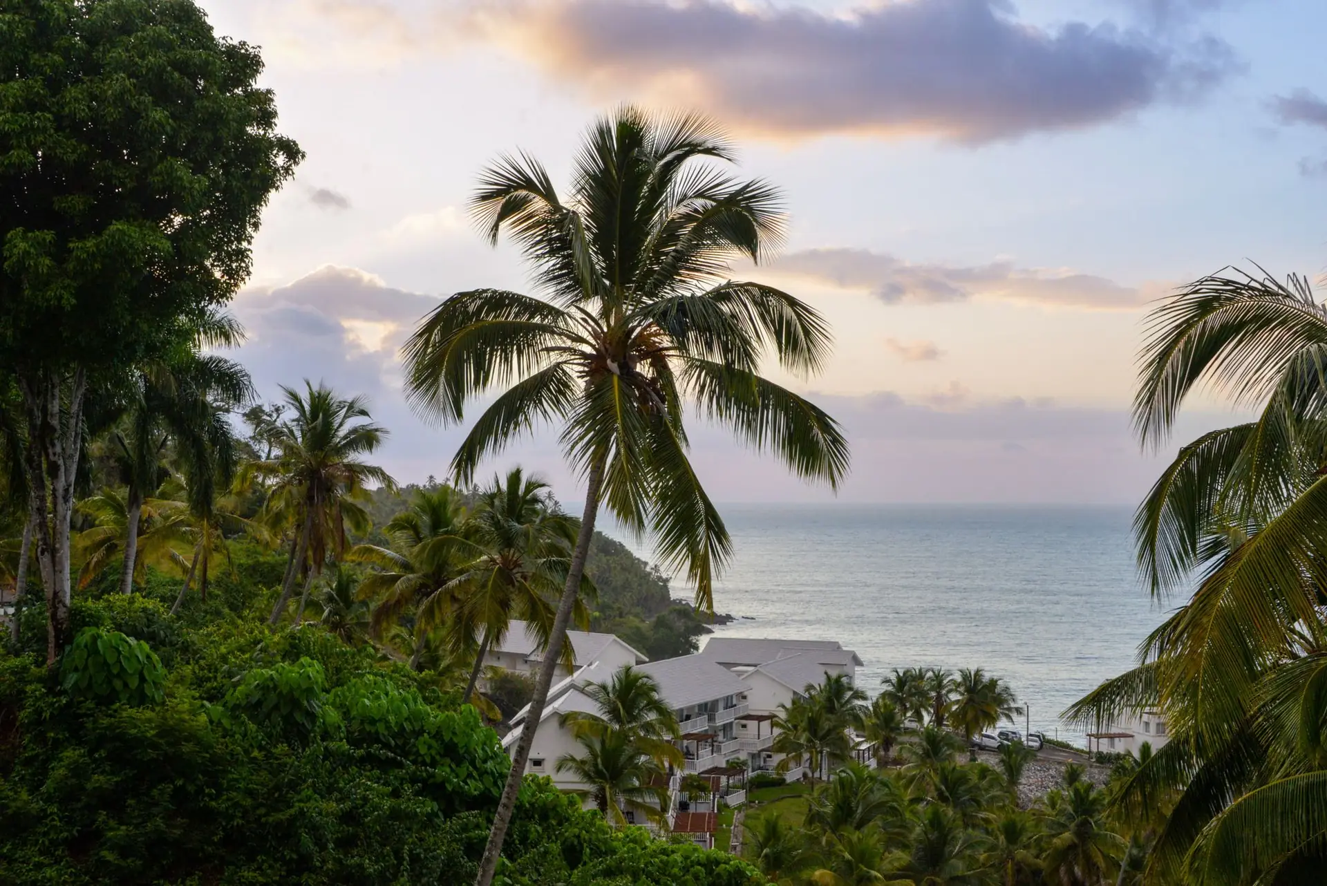 Palm trees above the Samaná coastline at sunset