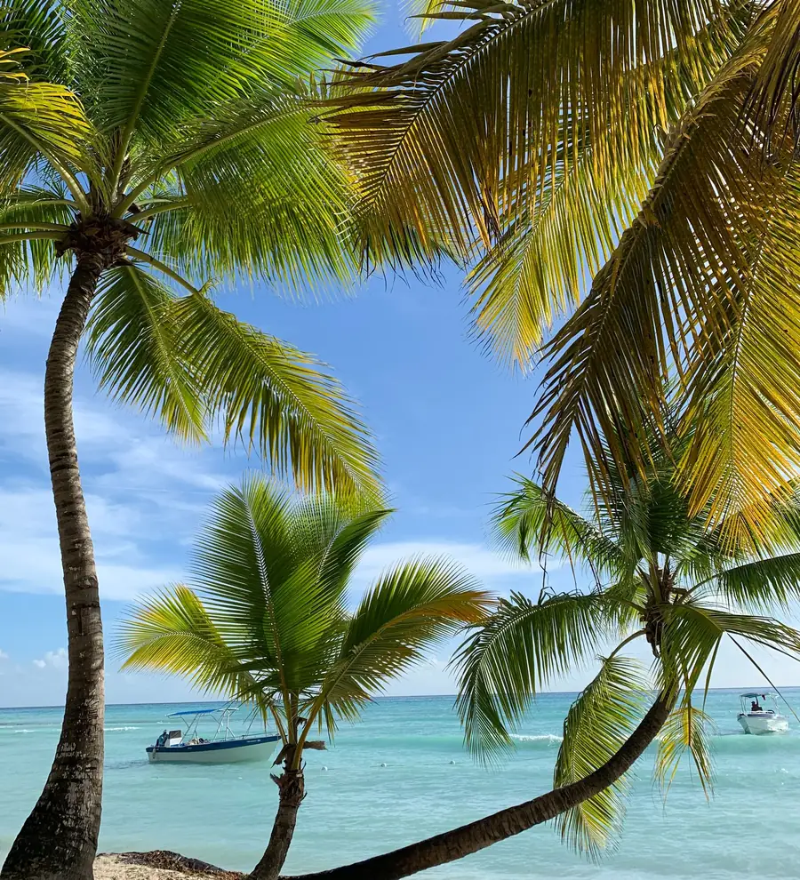 Leaning palm trees over clear blue water on a Punta Cana beach