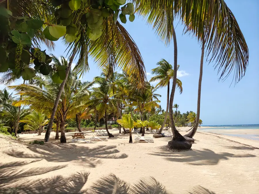 Palm-shaded beach on the Samaná Peninsula