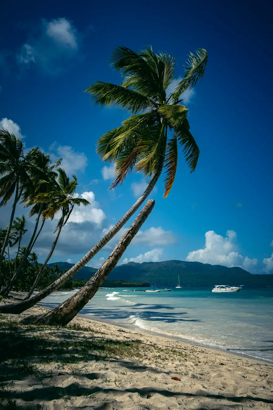 Palm tree leaning over the beach at Las Galeras, Samaná