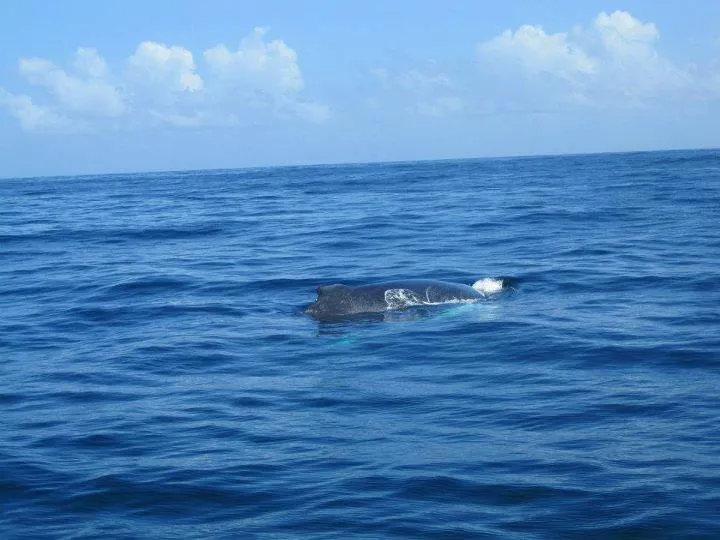 Ballena jorobada madre en la bahía de Samaná