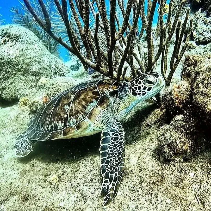 Superior Dive Sosua