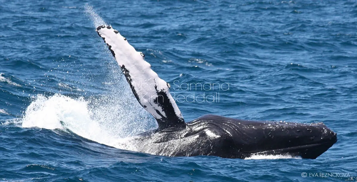 Whale Samaná