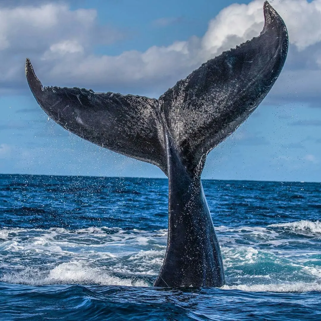 Whales of Samaná